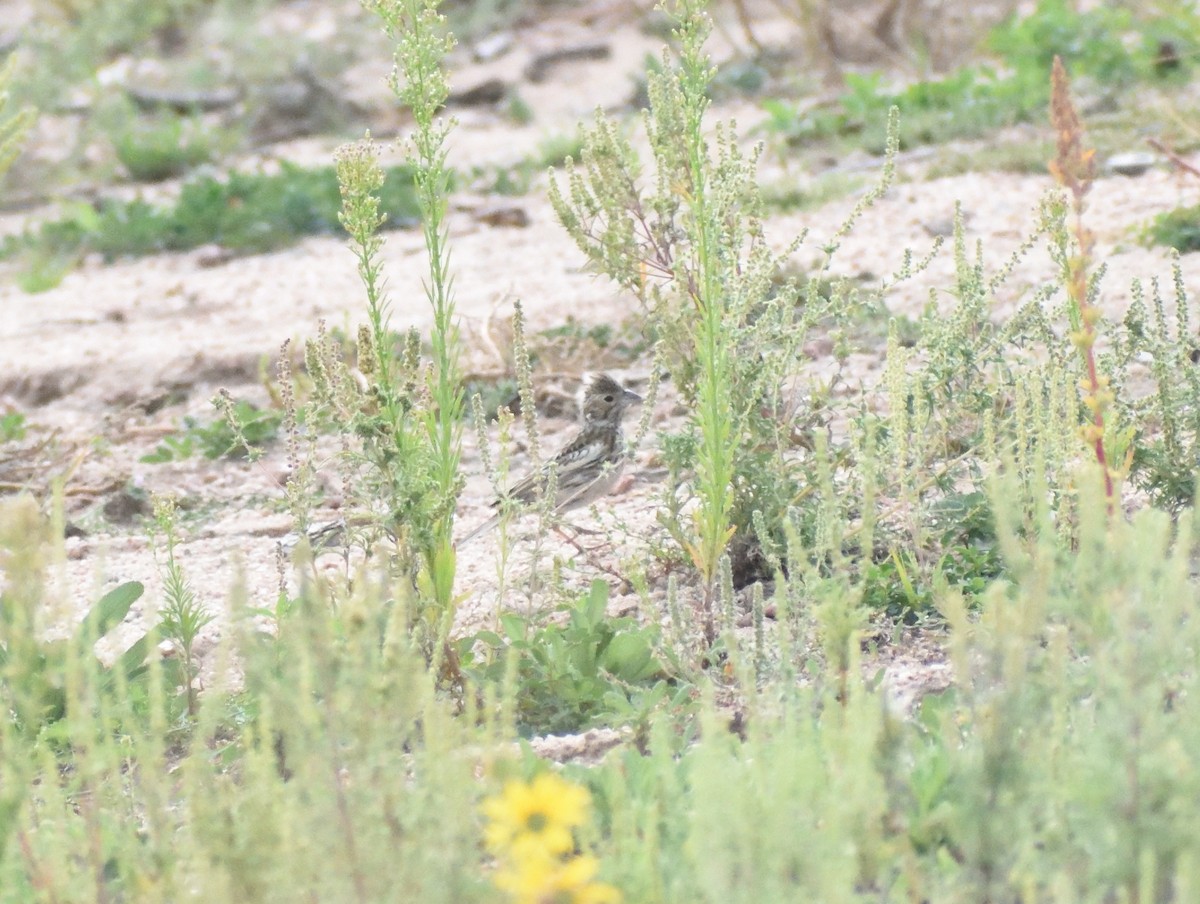 Lark Bunting - ML645409618