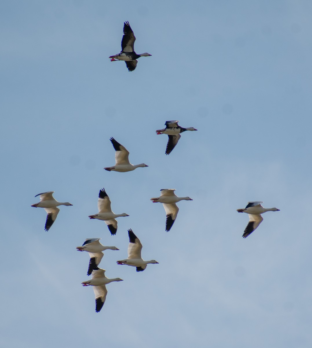 Snow Goose - ML645409631