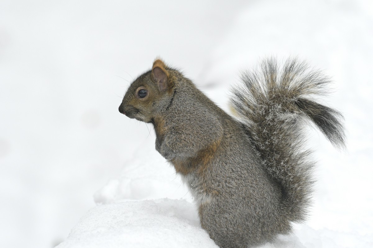 Eastern Gray Squirrel - ML645409641