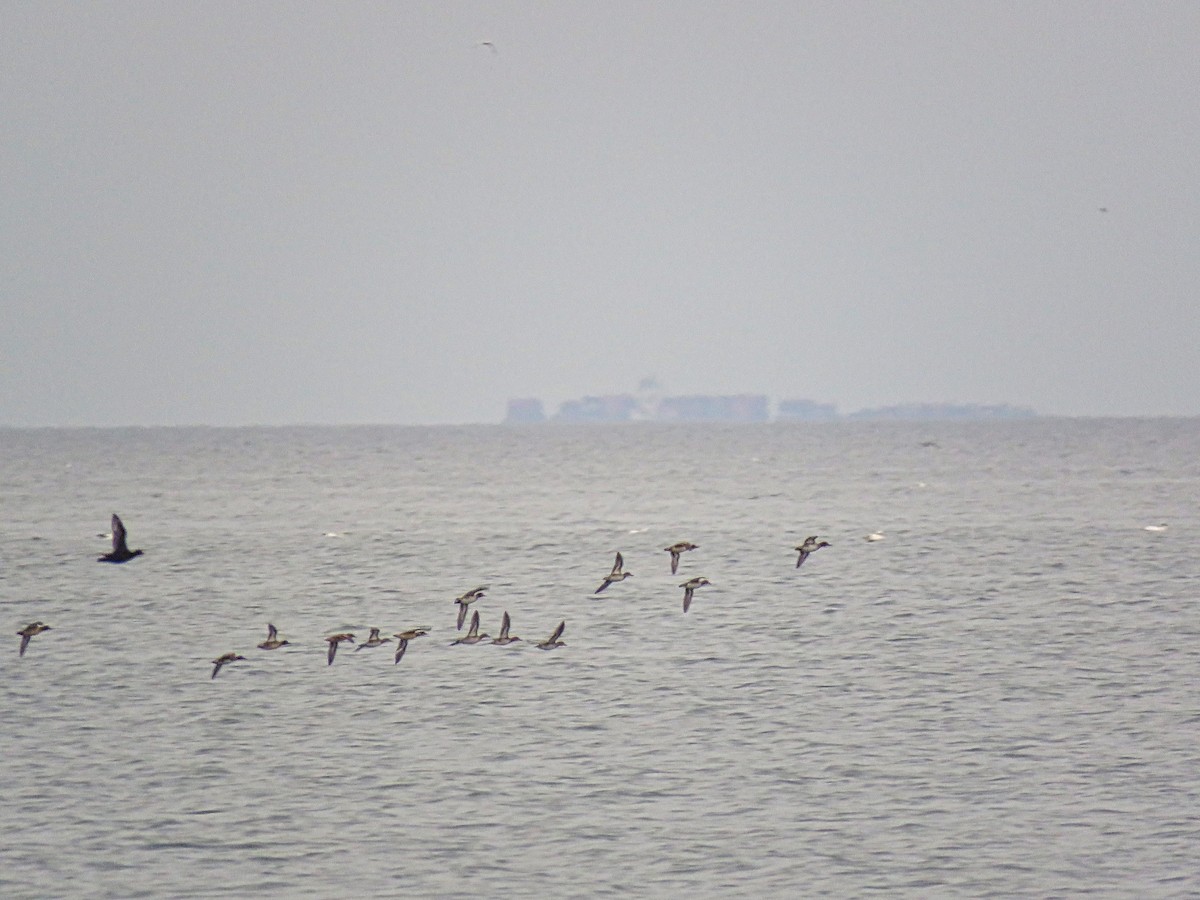 Green-winged Teal - ML645409644