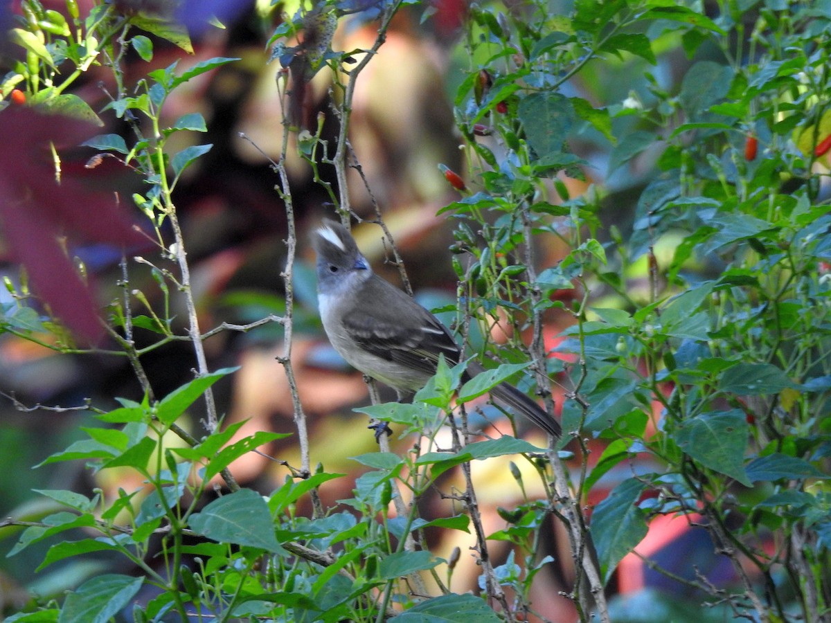 Желтобрюхая эления - ML645409645