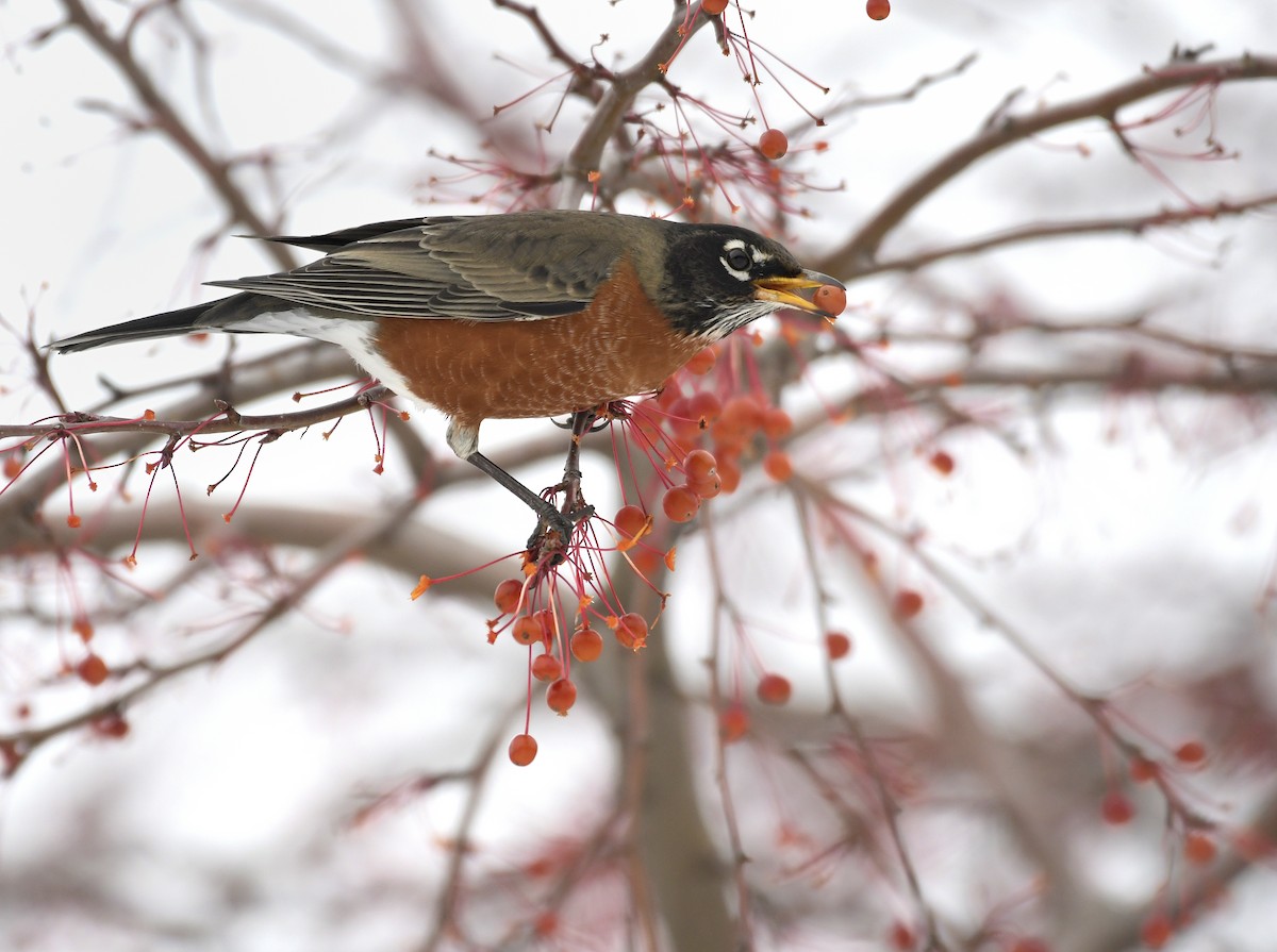American Robin - ML645409650