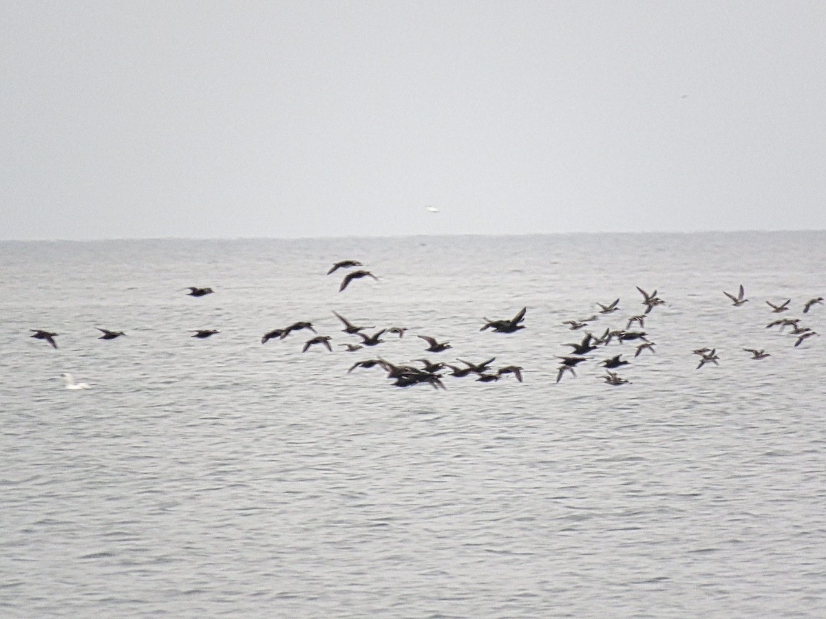 Black Scoter - ML645409652