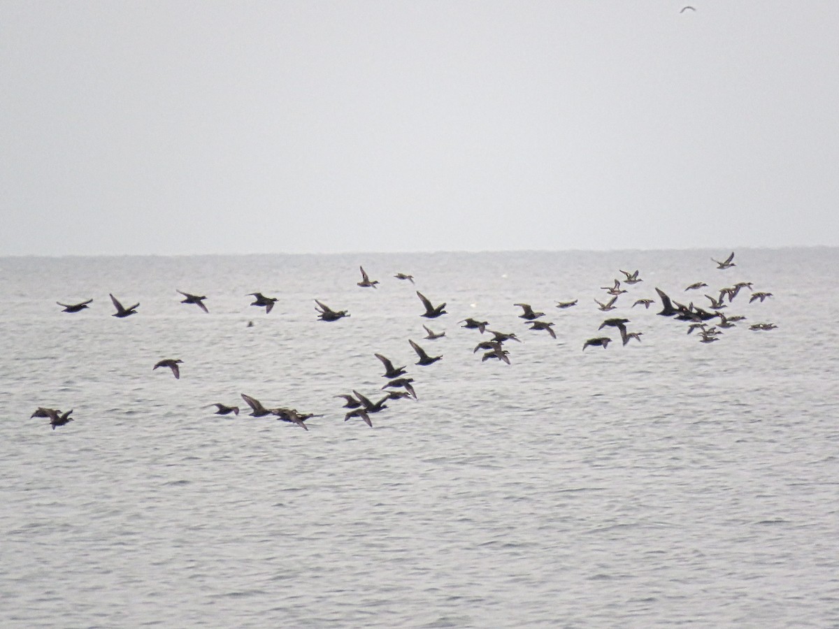 Black Scoter - ML645409653