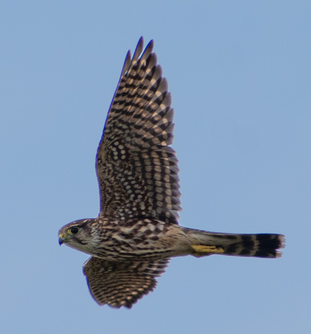 Merlin - ML645409656