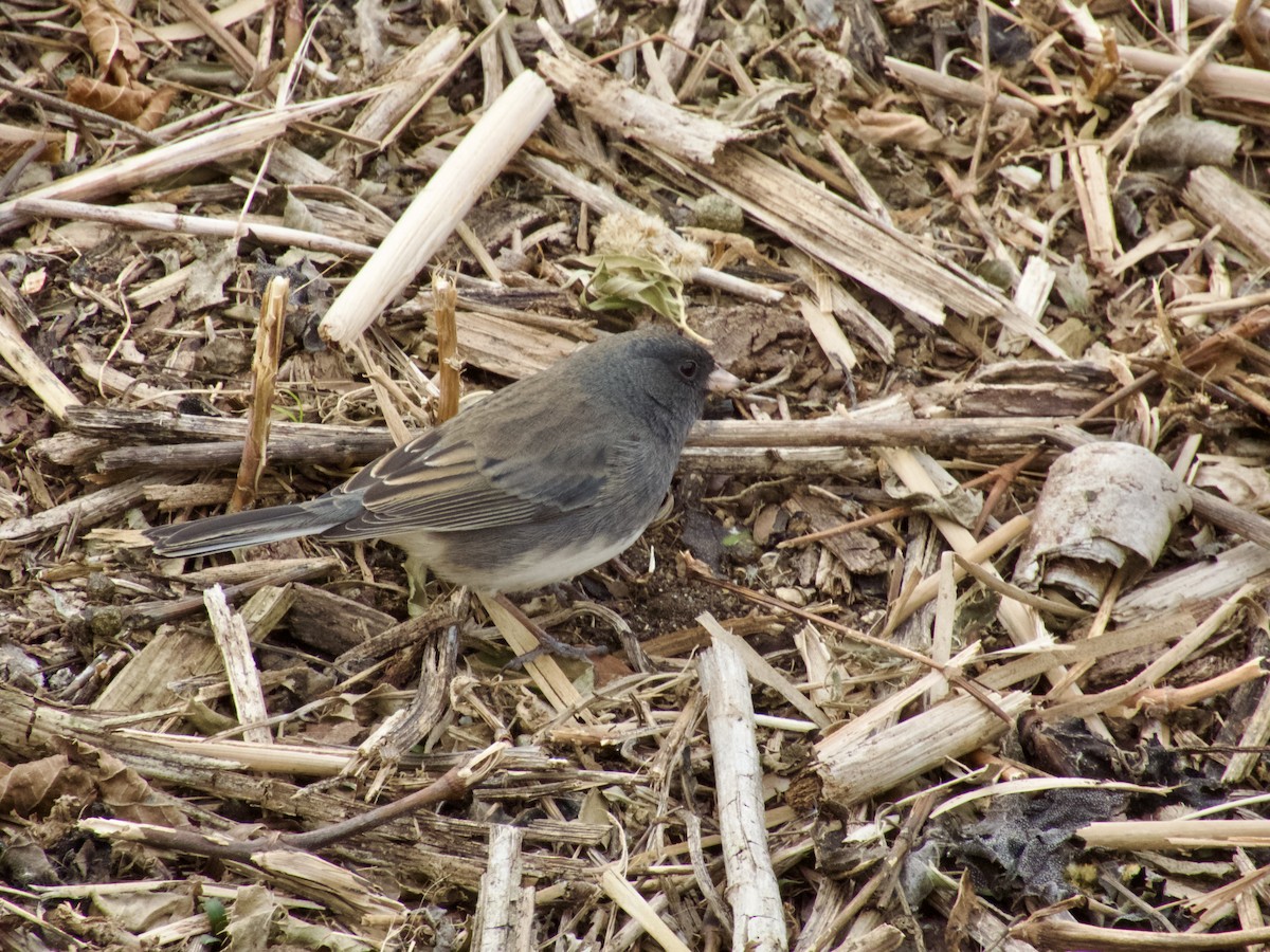 Junco ardoisé - ML645409659