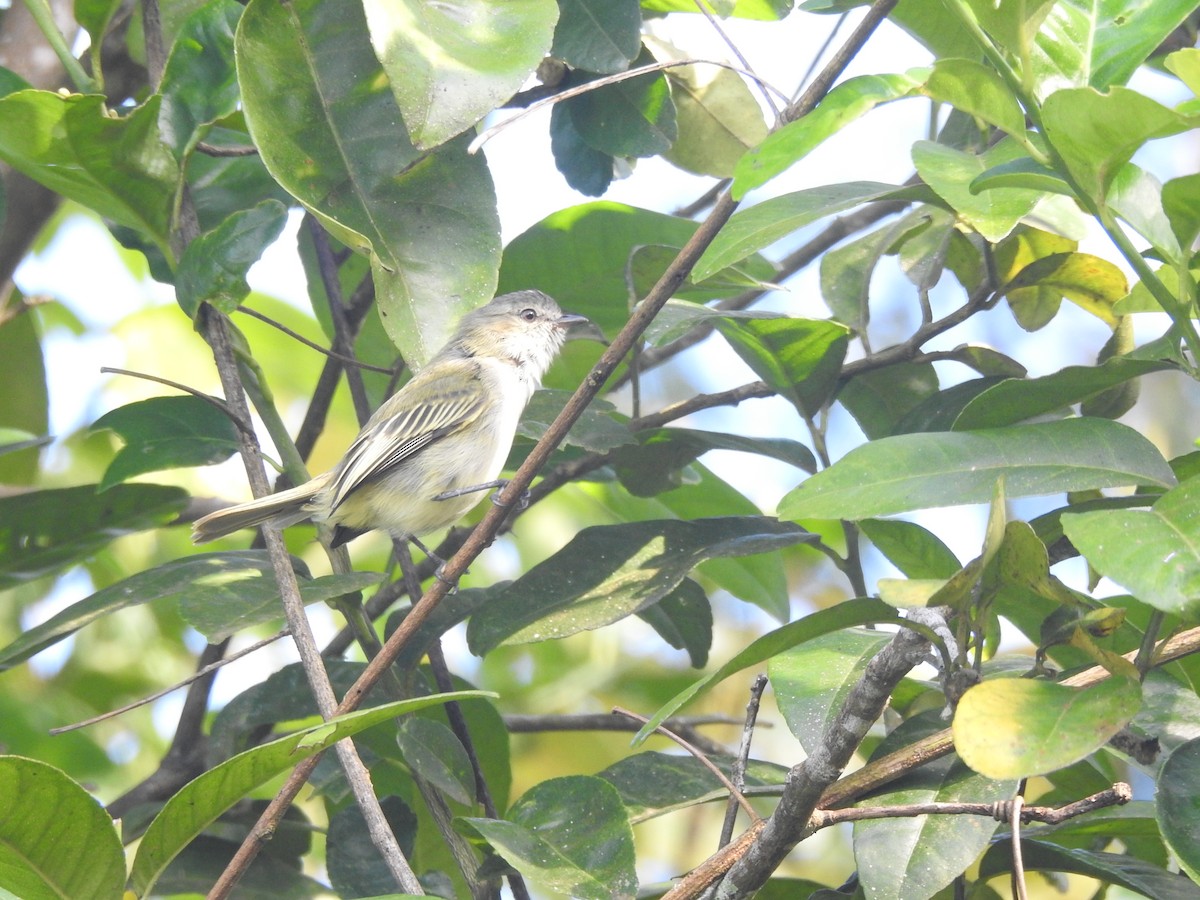 Mistletoe Tyrannulet - ML645409660