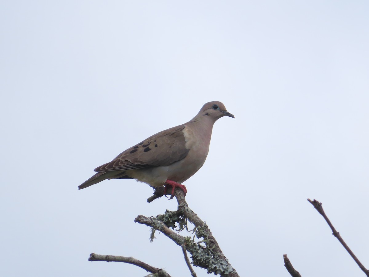 Eared Dove - ML645409667