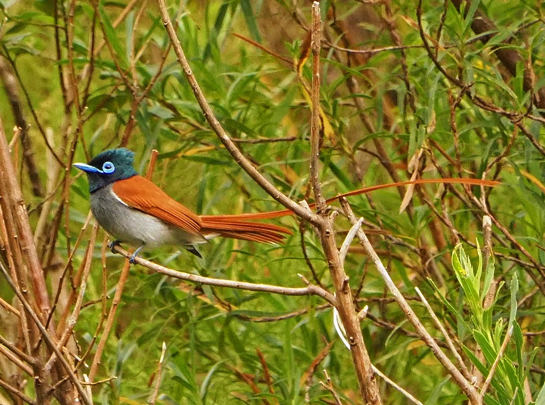 African Paradise-Flycatcher - ML645409668