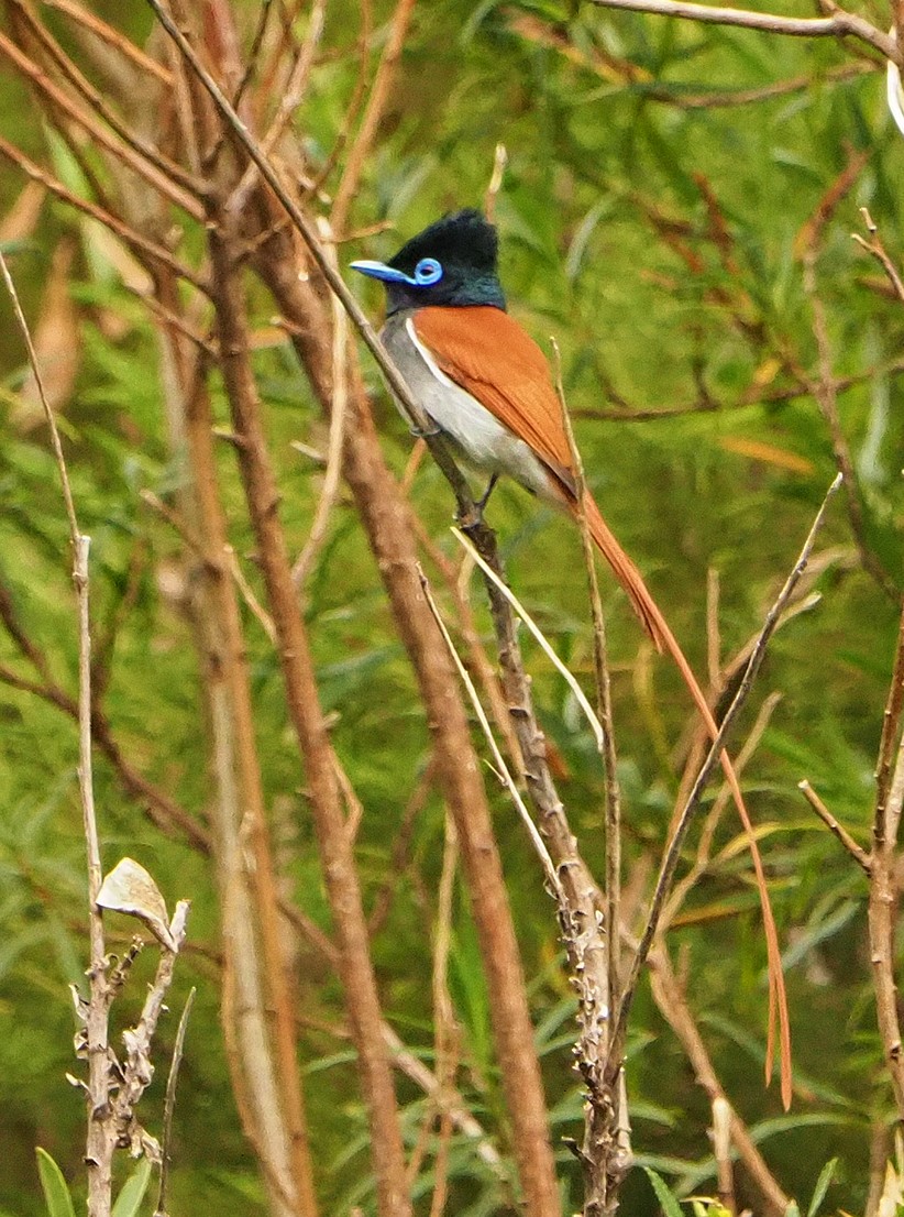 African Paradise-Flycatcher - ML645409669