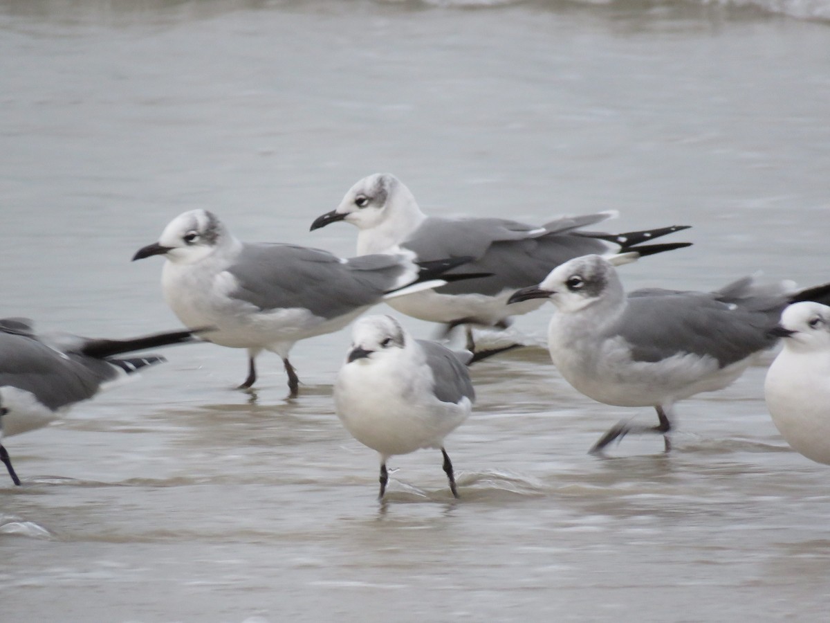 Laughing Gull - ML645409671