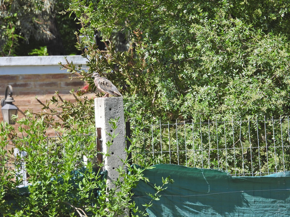 Eared Dove - ML645409673