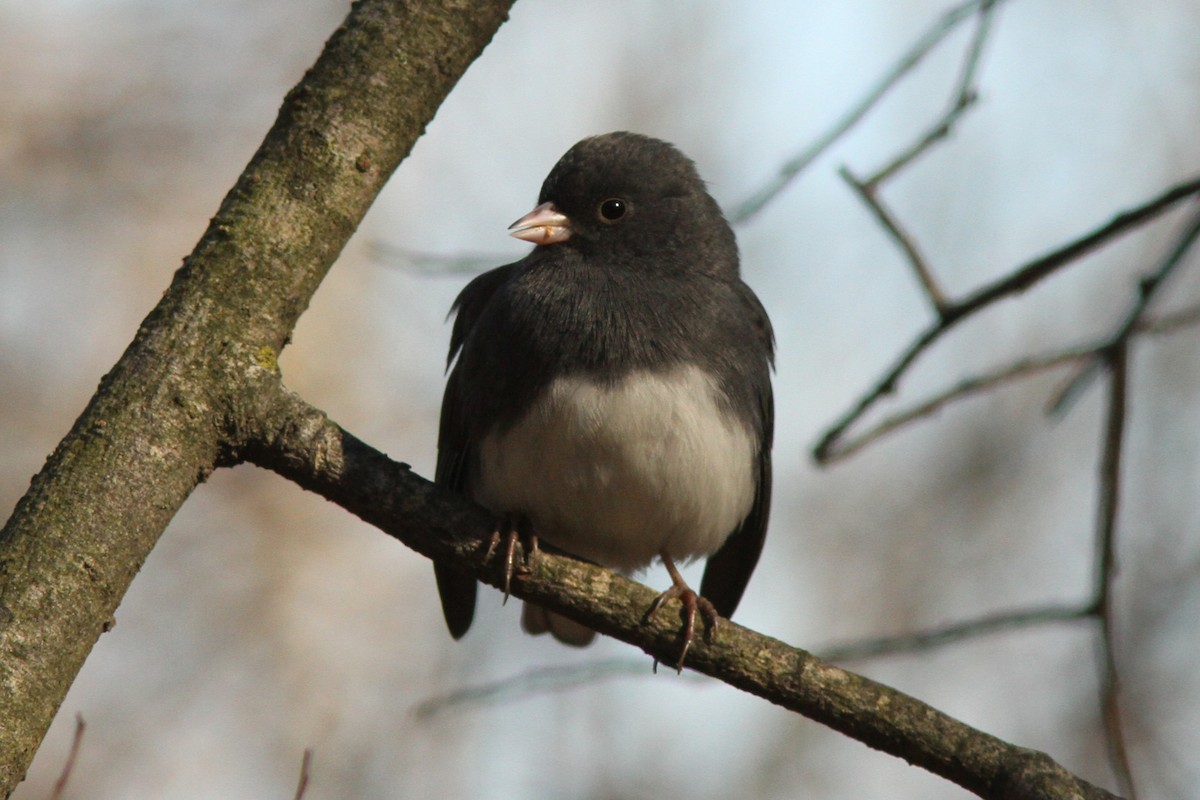 Dark-eyed Junco - ML645409674