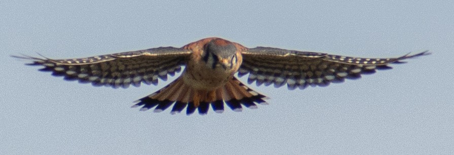 American Kestrel - ML645409675