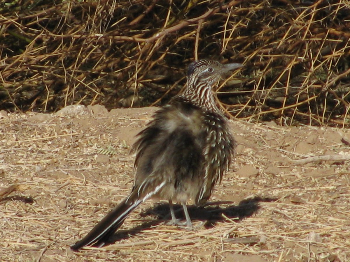 Greater Roadrunner - ML645409676