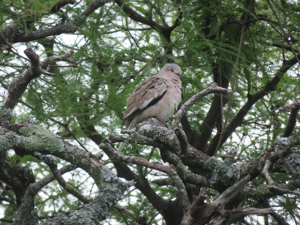 holoubek pikui - ML645409677