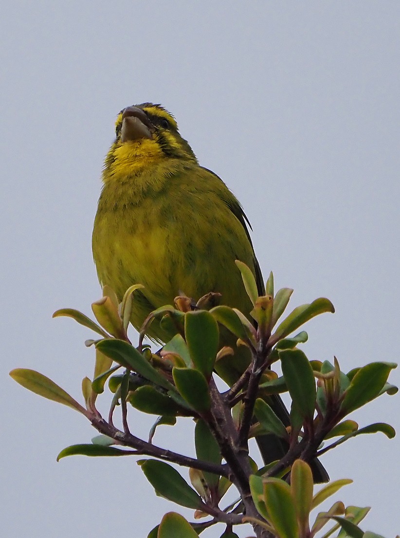 Brimstone Canary - ML645409678
