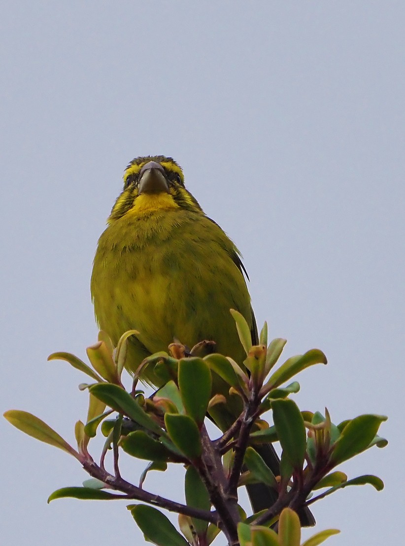 Brimstone Canary - ML645409679