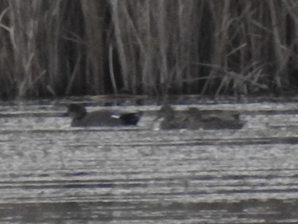 Gadwall - ML645409680