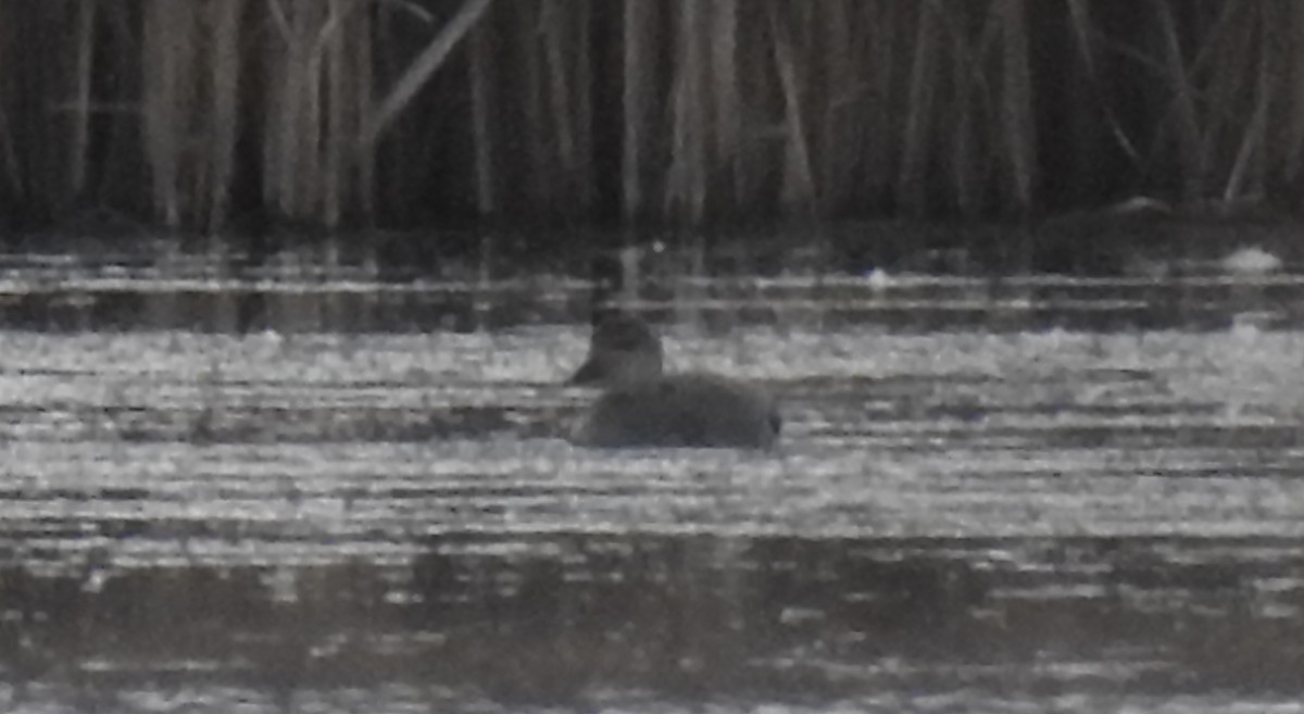 Gadwall - ML645409681