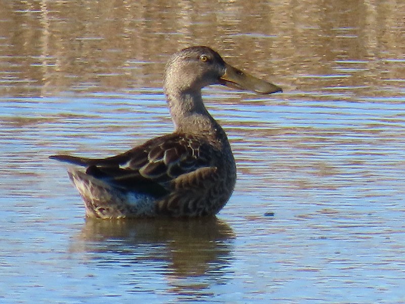 Northern Shoveler - ML645409685