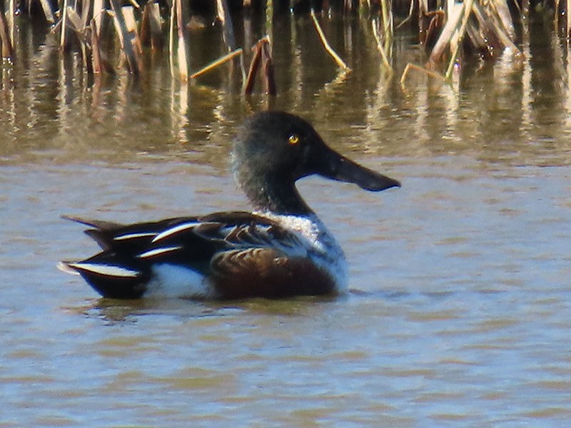 Northern Shoveler - ML645409686