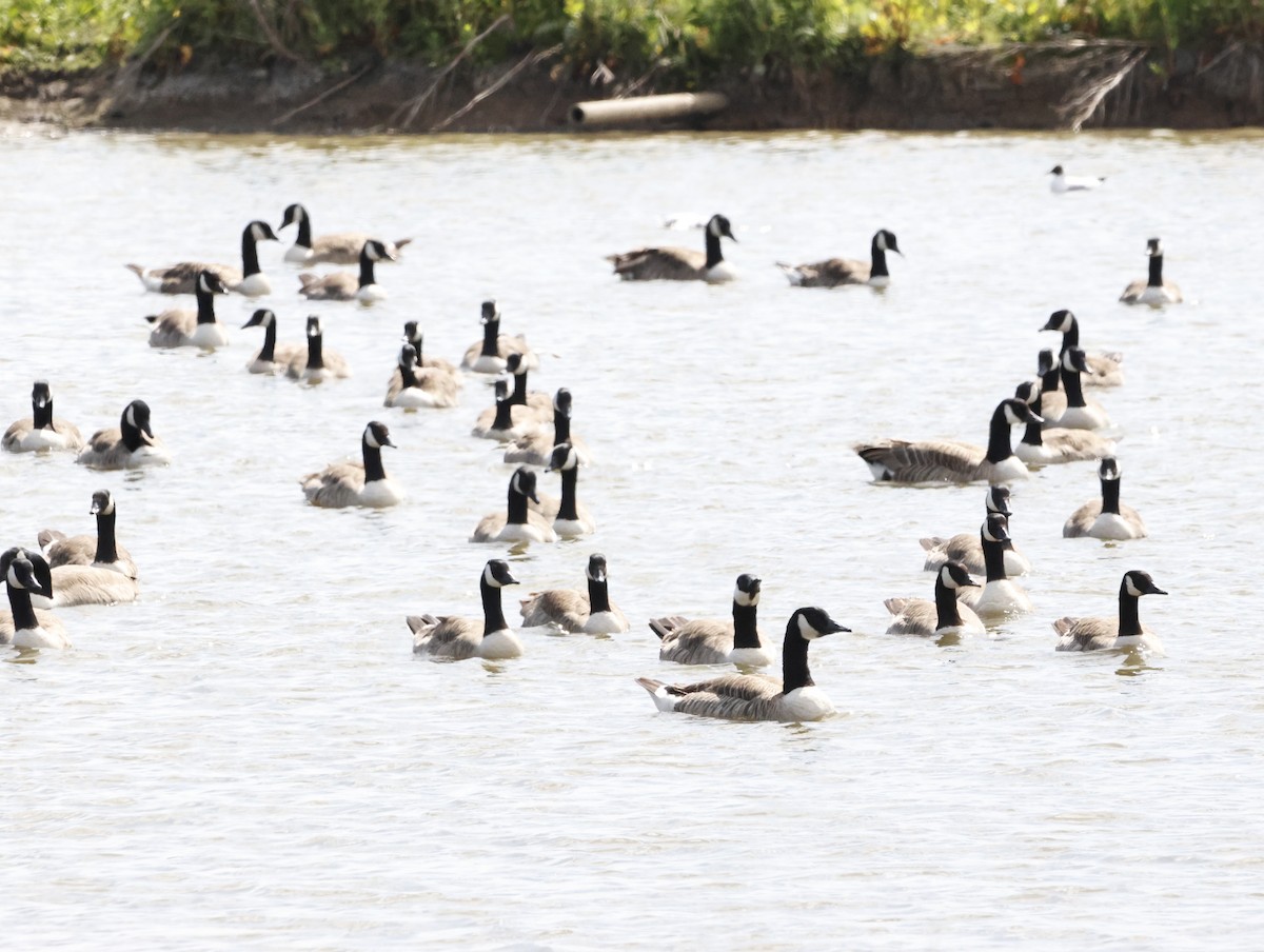 Canada Goose - ML645409687