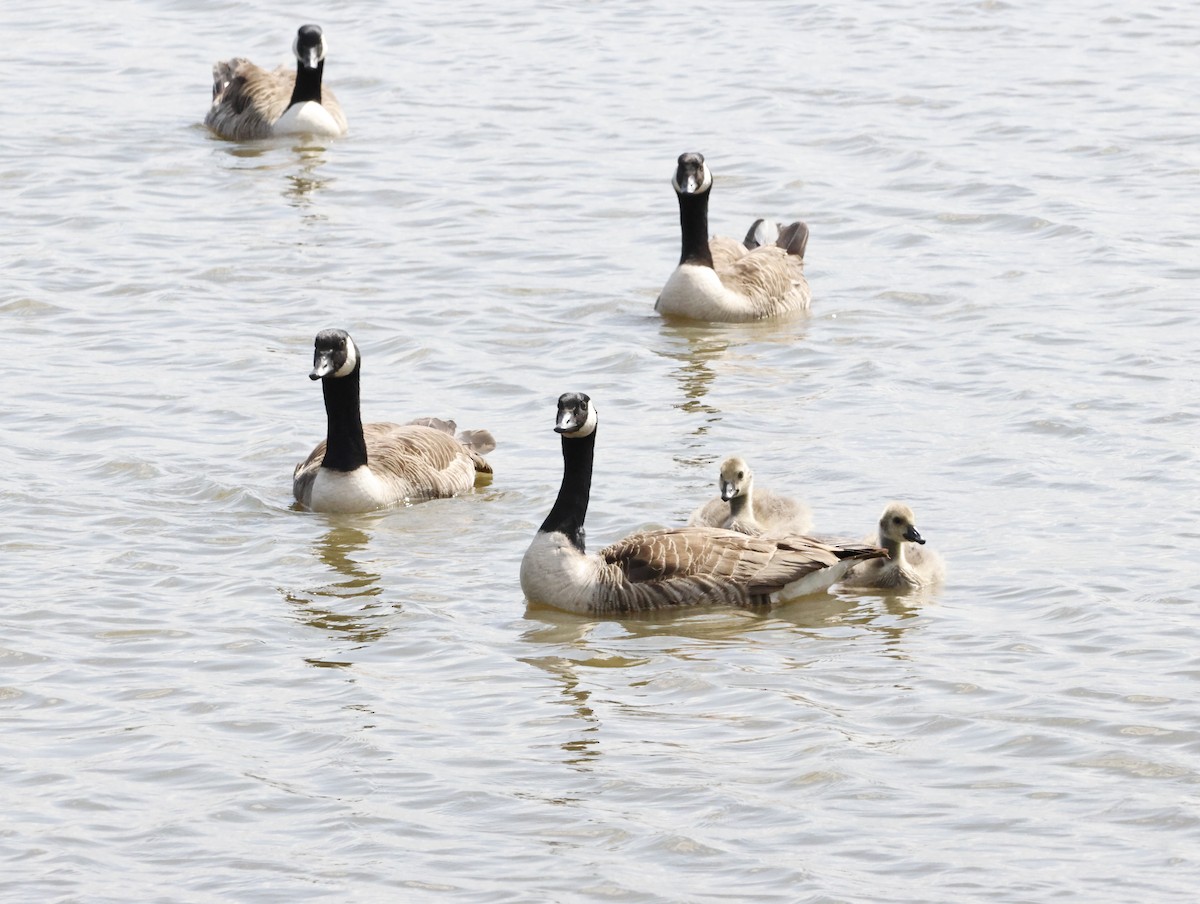 Canada Goose - ML645409688