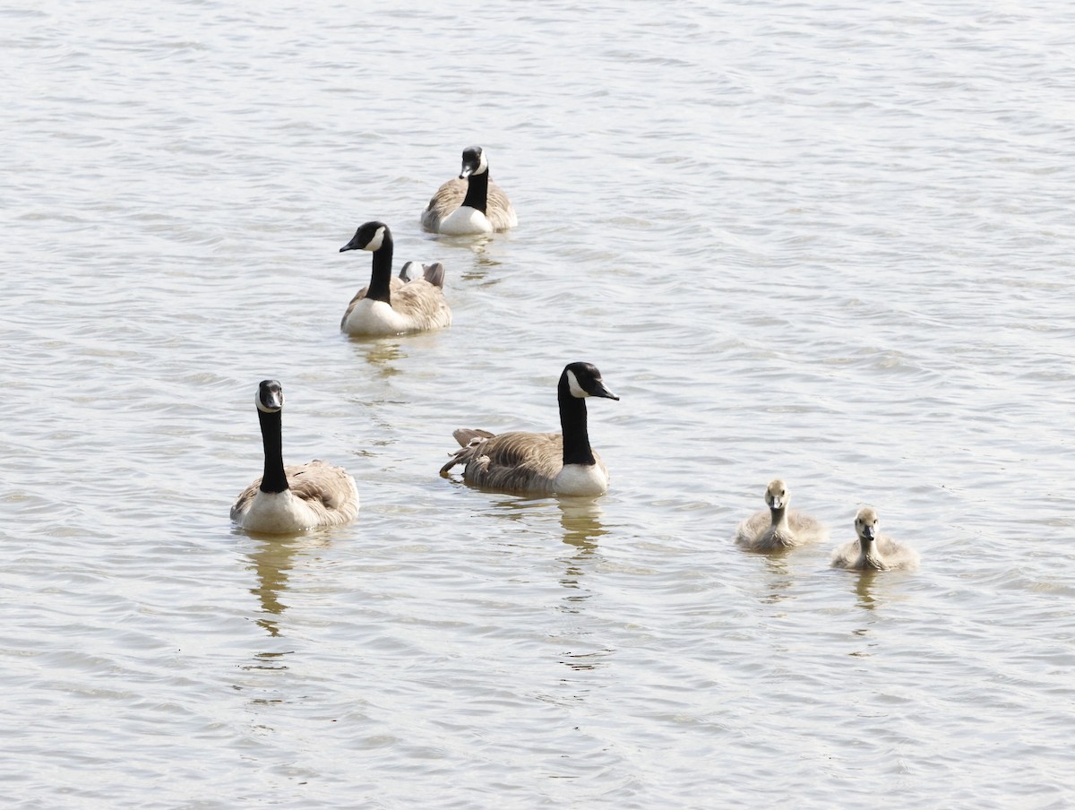 Canada Goose - ML645409690