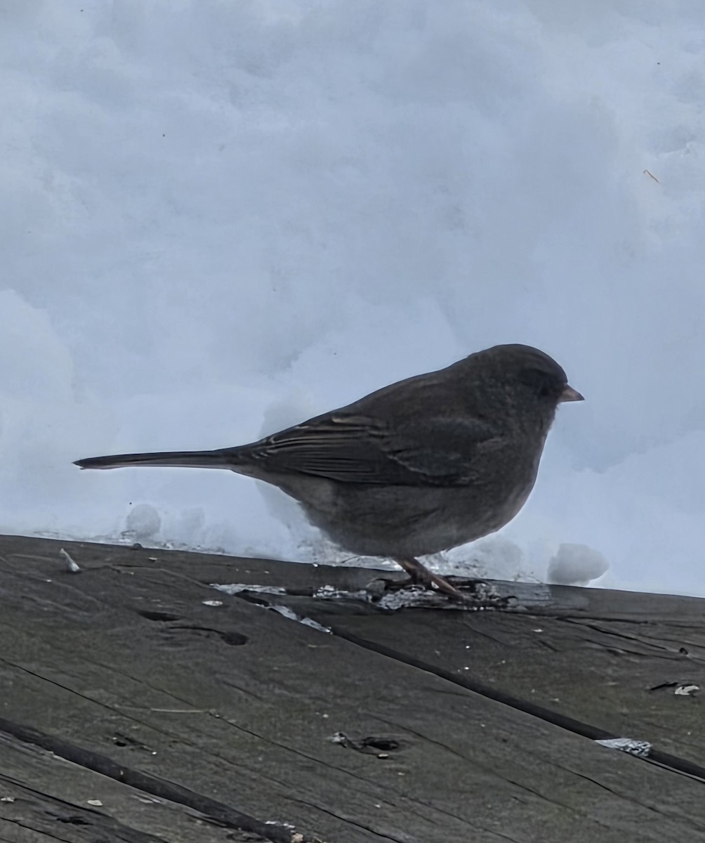 Dark-eyed Junco - ML645409691