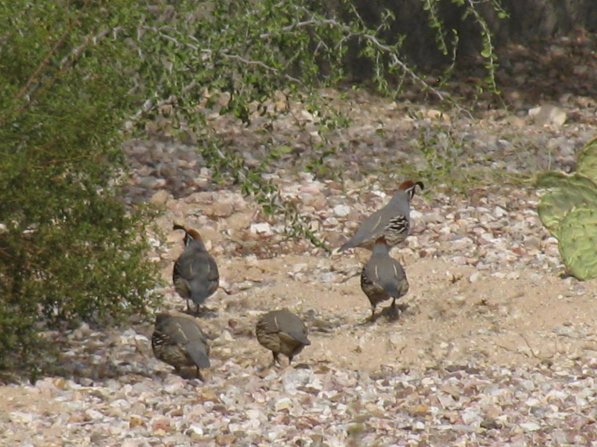 Gambel's Quail - ML645409694