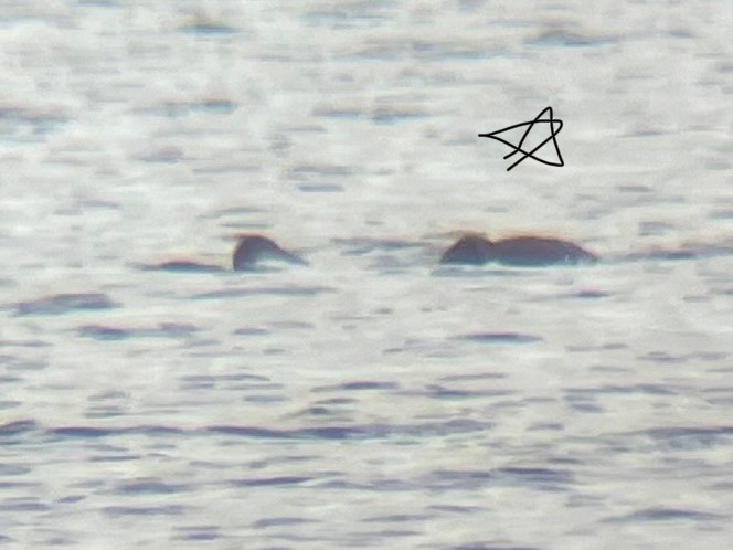 Pacific Loon - ML645409696