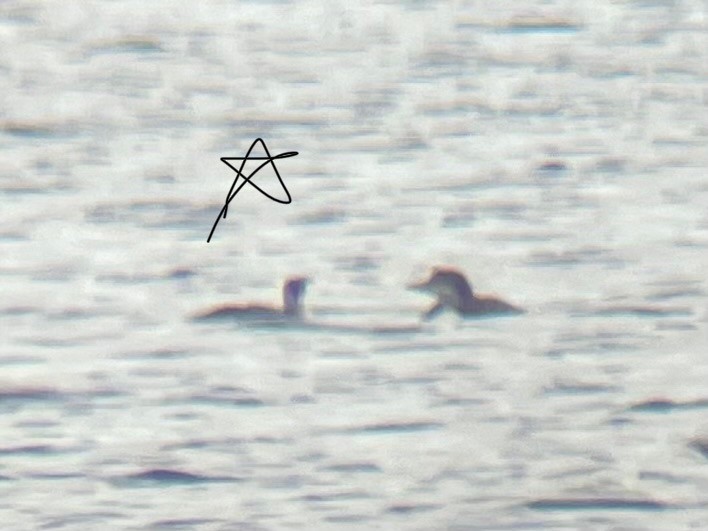 Pacific Loon - ML645409697