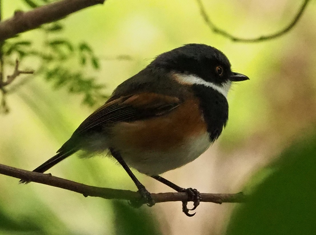 Cape Batis (Cape) - ML645409698