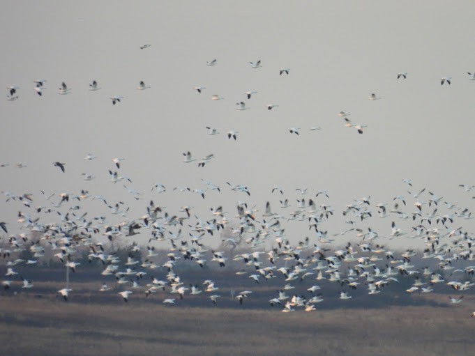 Snow Goose - ML645409699