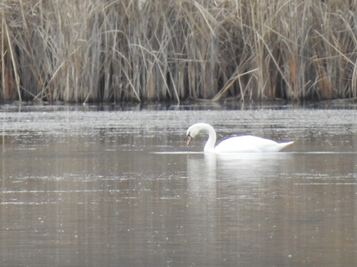 Mute Swan - ML645409700