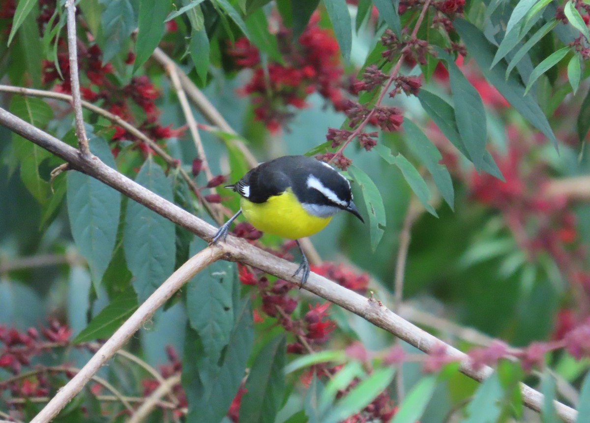 Sucrier à ventre jaune - ML645409707