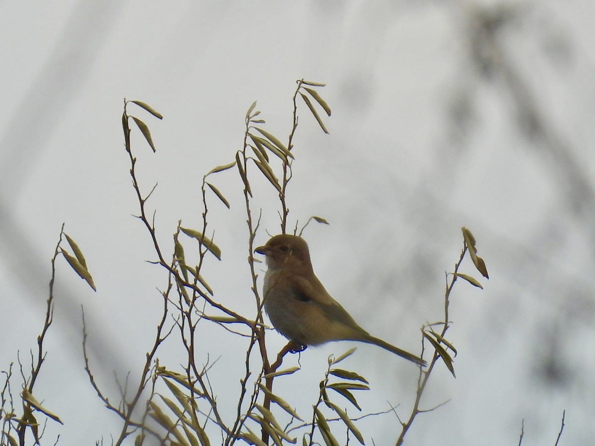 Сорокопуд північний - ML645409712