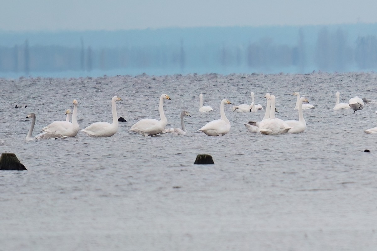 Whooper Swan - ML645409717