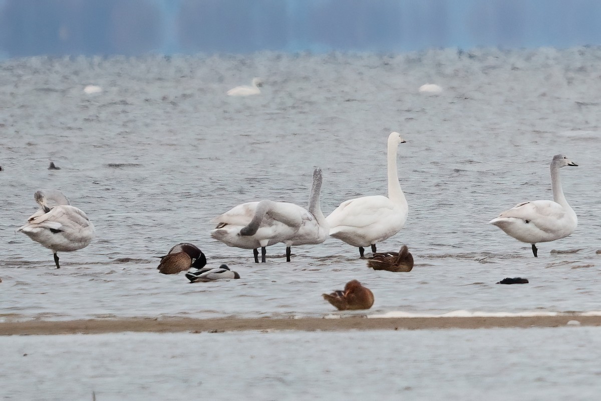 Whooper Swan - ML645409718
