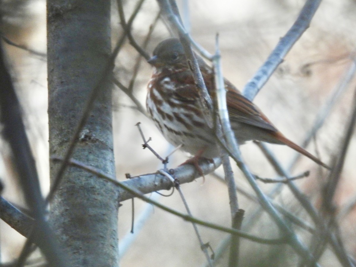 Fox Sparrow - ML645409722