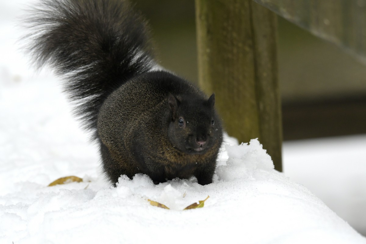 Eastern Gray Squirrel - ML645409730