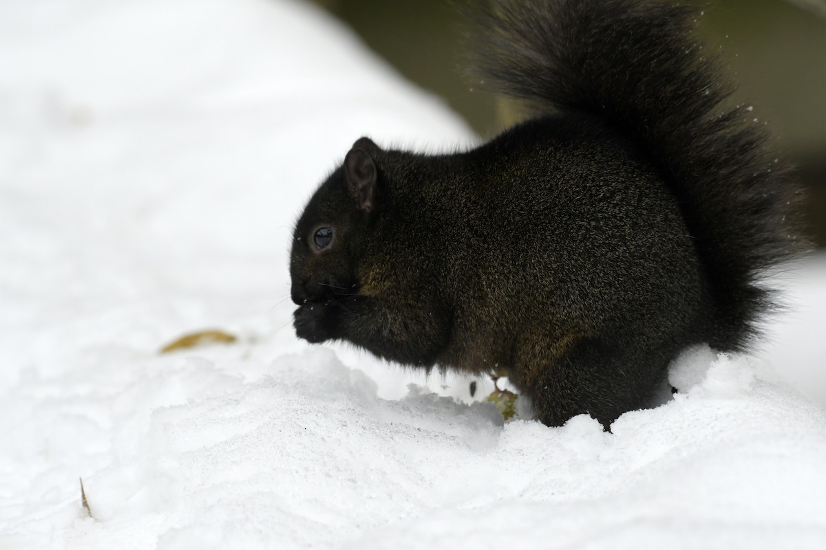 Eastern Gray Squirrel - ML645409731