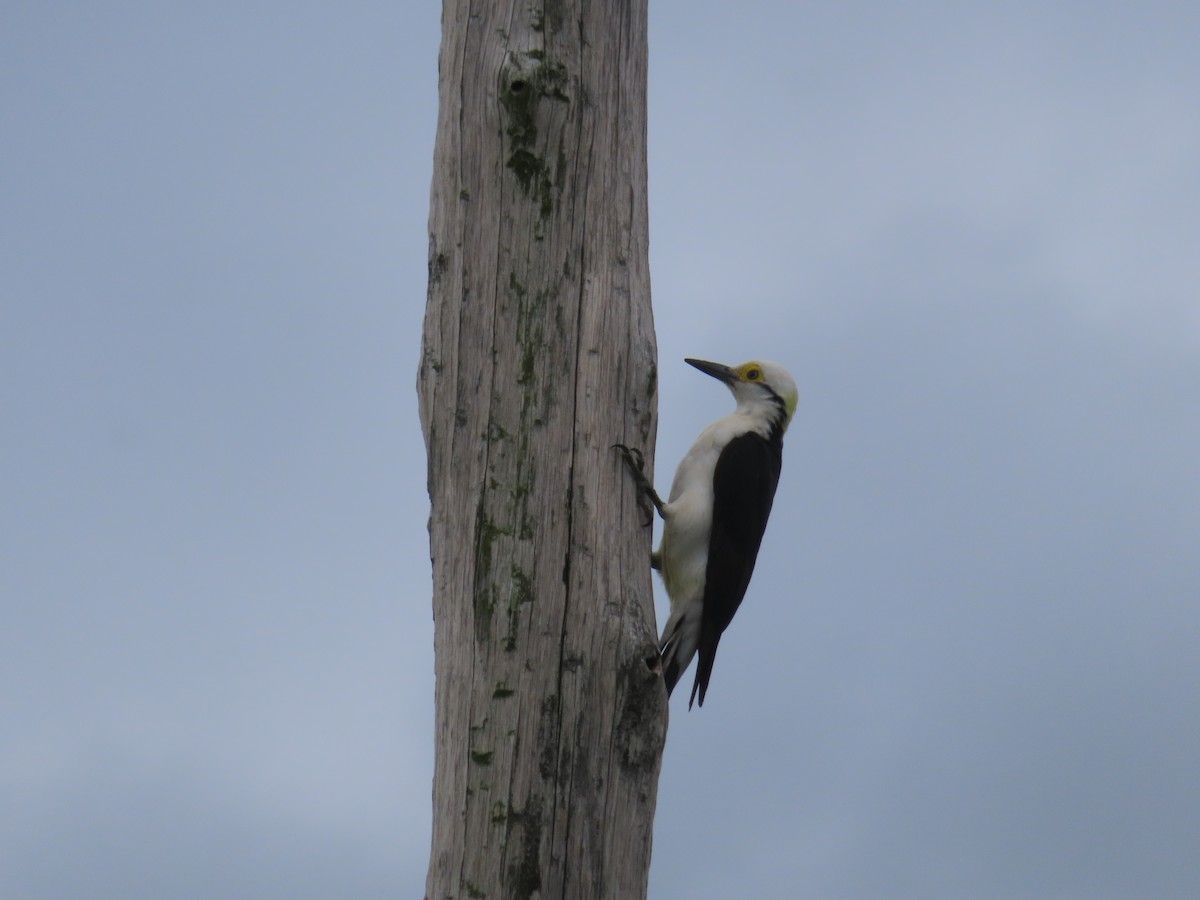 White Woodpecker - ML645409735