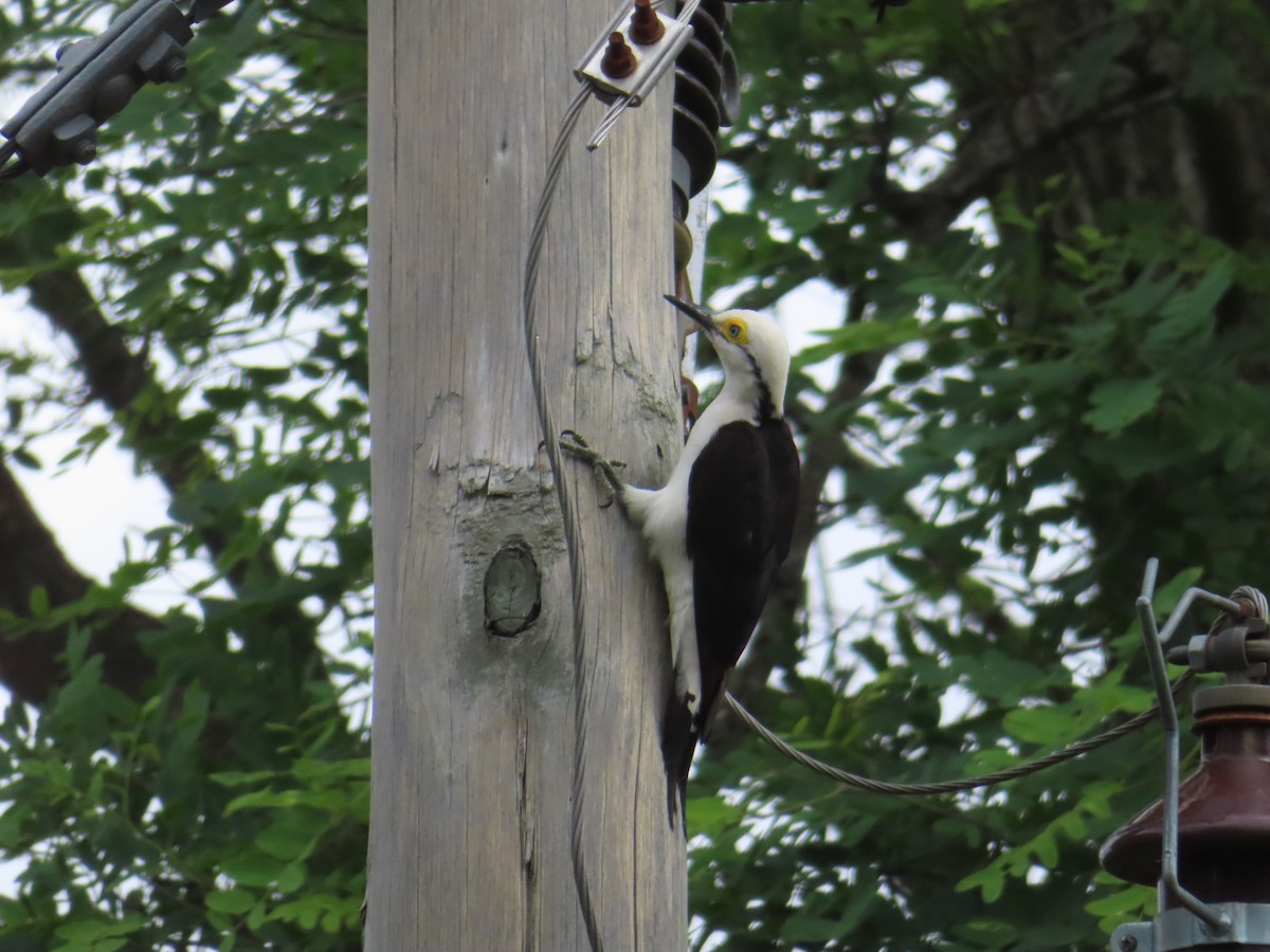 White Woodpecker - ML645409736