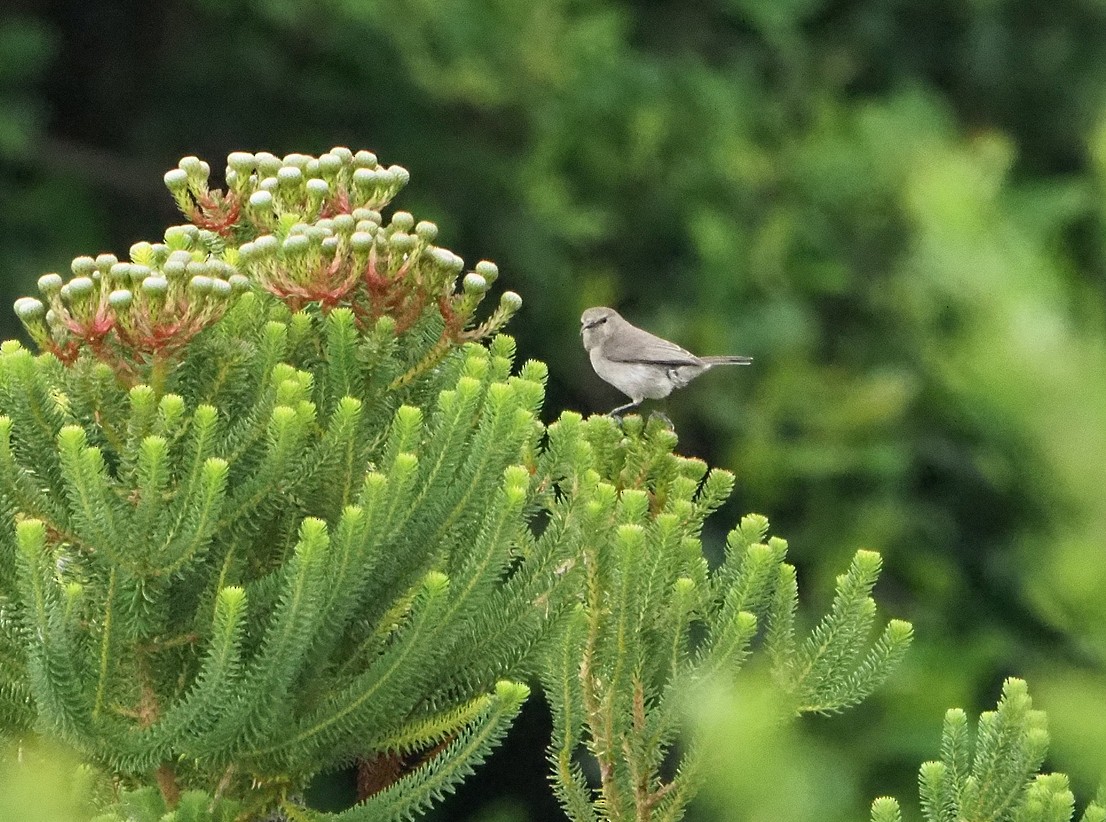 Southern Double-collared Sunbird - ML645409754