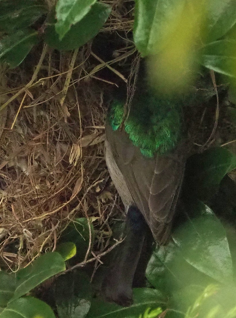 Southern Double-collared Sunbird - ML645409755