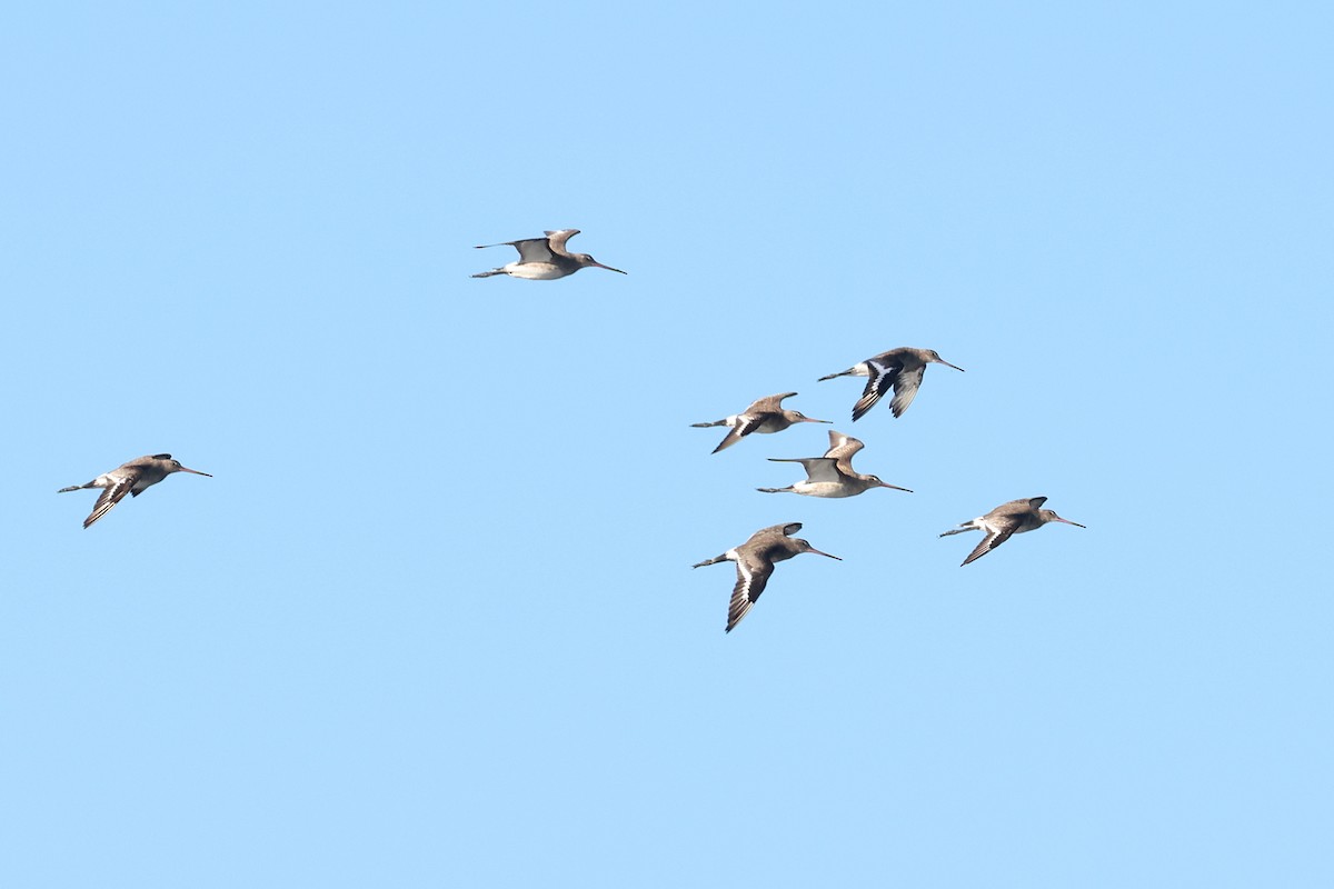 Black-tailed Godwit - ML645409757