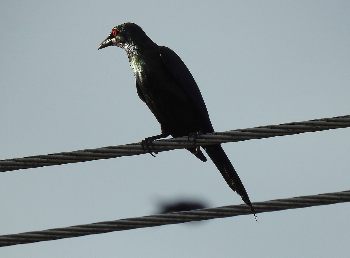 Metallic Starling - ML645409763