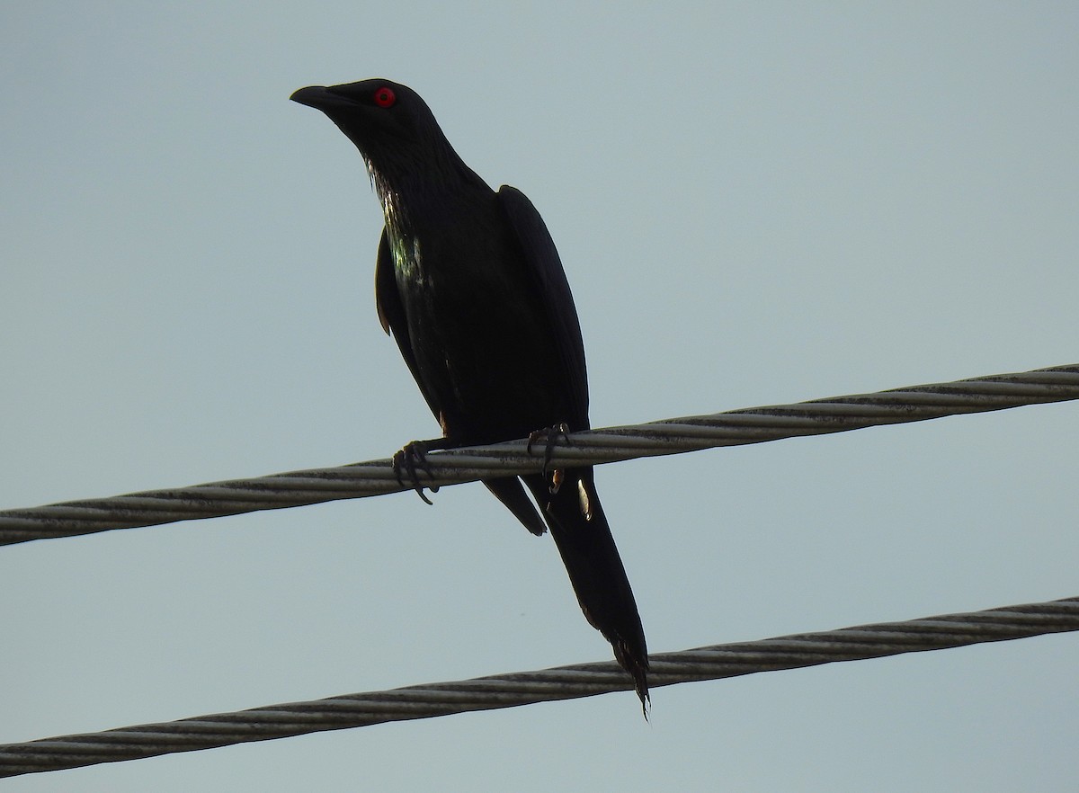 Metallic Starling - ML645409774